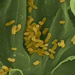 cells of Xanthomonas oryzae pv